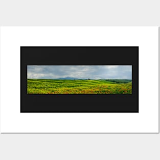 Poppies in a field in Tuscany, Italy Posters and Art